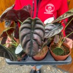 Alokázia cuprea (Alocasia cuprea) ´RED SECRET´ - výška 20-30 cm, kont. C1L